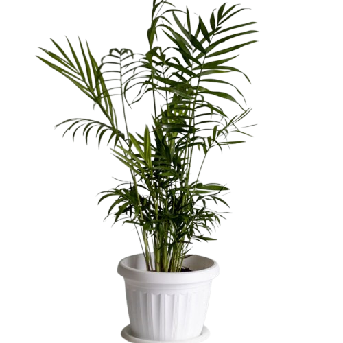 1000025558-removebg-preview