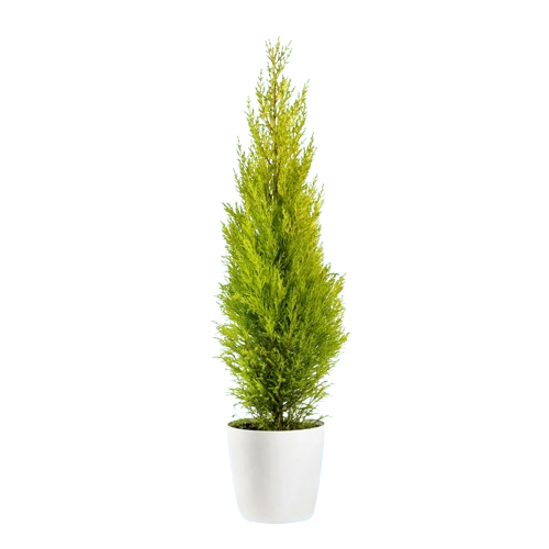 1000025559-removebg-preview