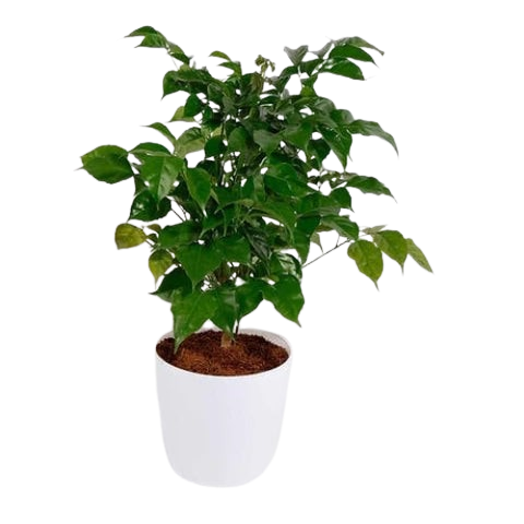 1000025560-removebg-preview