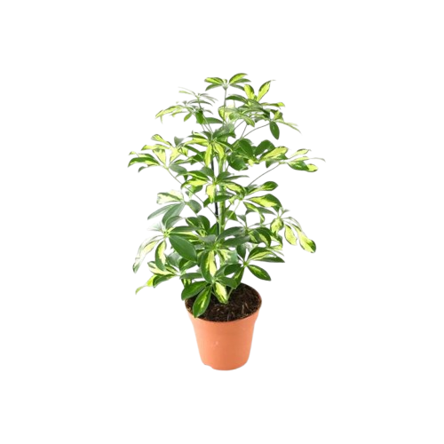 1000025561-removebg-preview