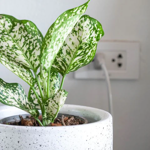 Aglaonema snow white plant
