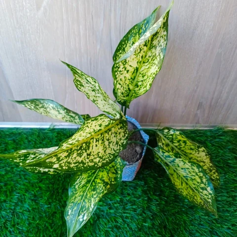 Aglaonema Snow white plant