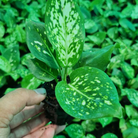 Aglaonema Snow white plant