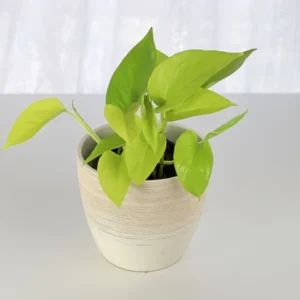 Money plant