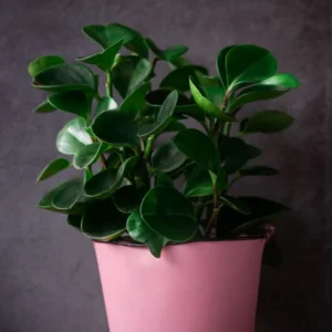 Peperomia Green